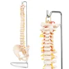 4FIZJO Kręgosłup człowieka z miednicą model anatomiczny Clearance