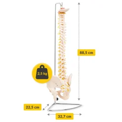 4FIZJO Kręgosłup człowieka z miednicą model anatomiczny Clearance