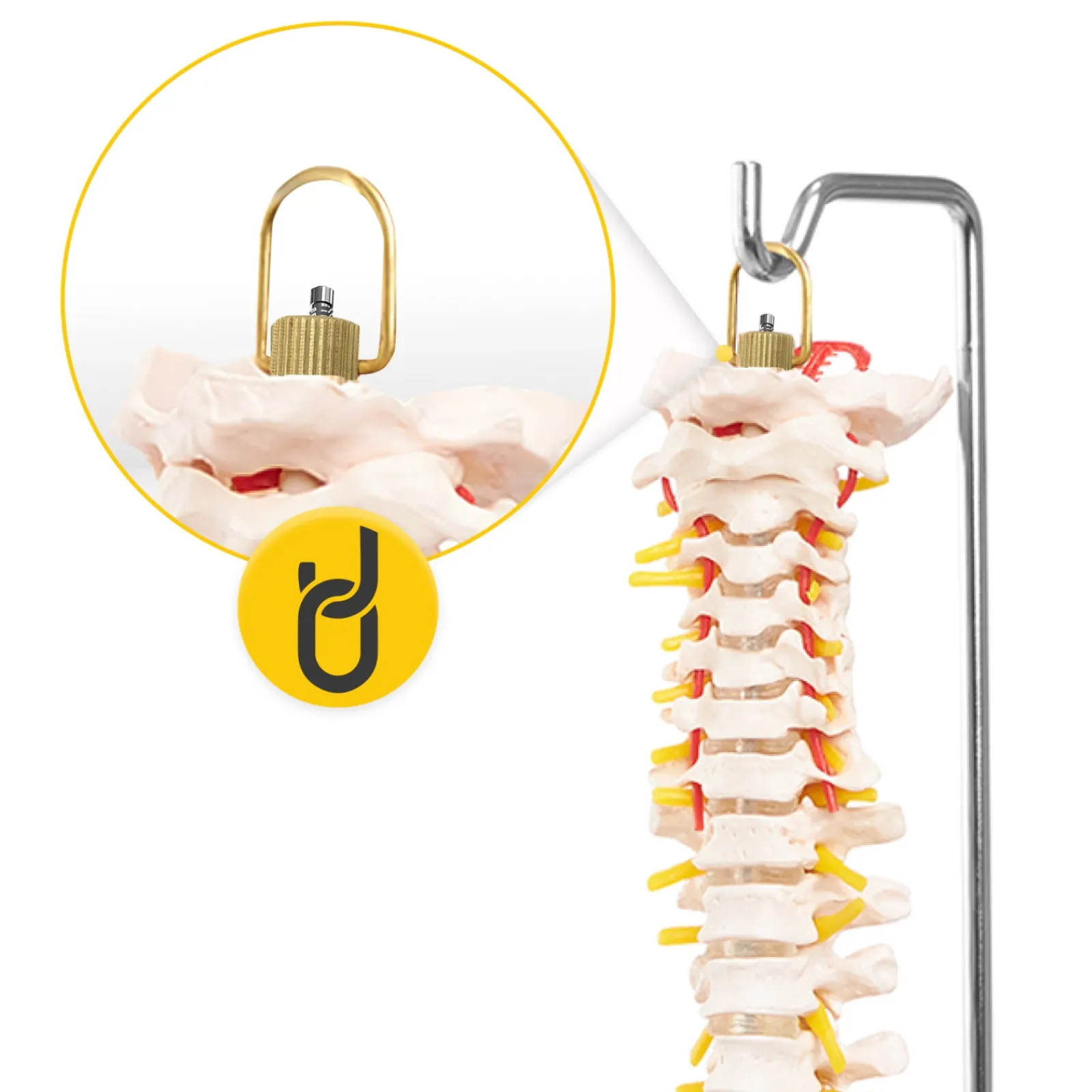 4FIZJO Kręgosłup człowieka z miednicą model anatomiczny Clearance
