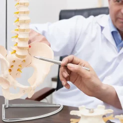 4FIZJO Kręgosłup człowieka z miednicą model anatomiczny Clearance