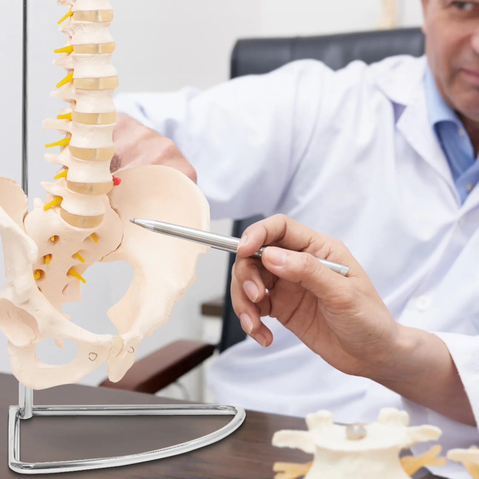 4FIZJO Kręgosłup człowieka z miednicą model anatomiczny Clearance