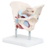 4FIZJO Miednica człowieka z mięśniami i narządami model anatomiczny Online