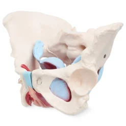 4FIZJO Miednica człowieka z mięśniami i narządami model anatomiczny Online