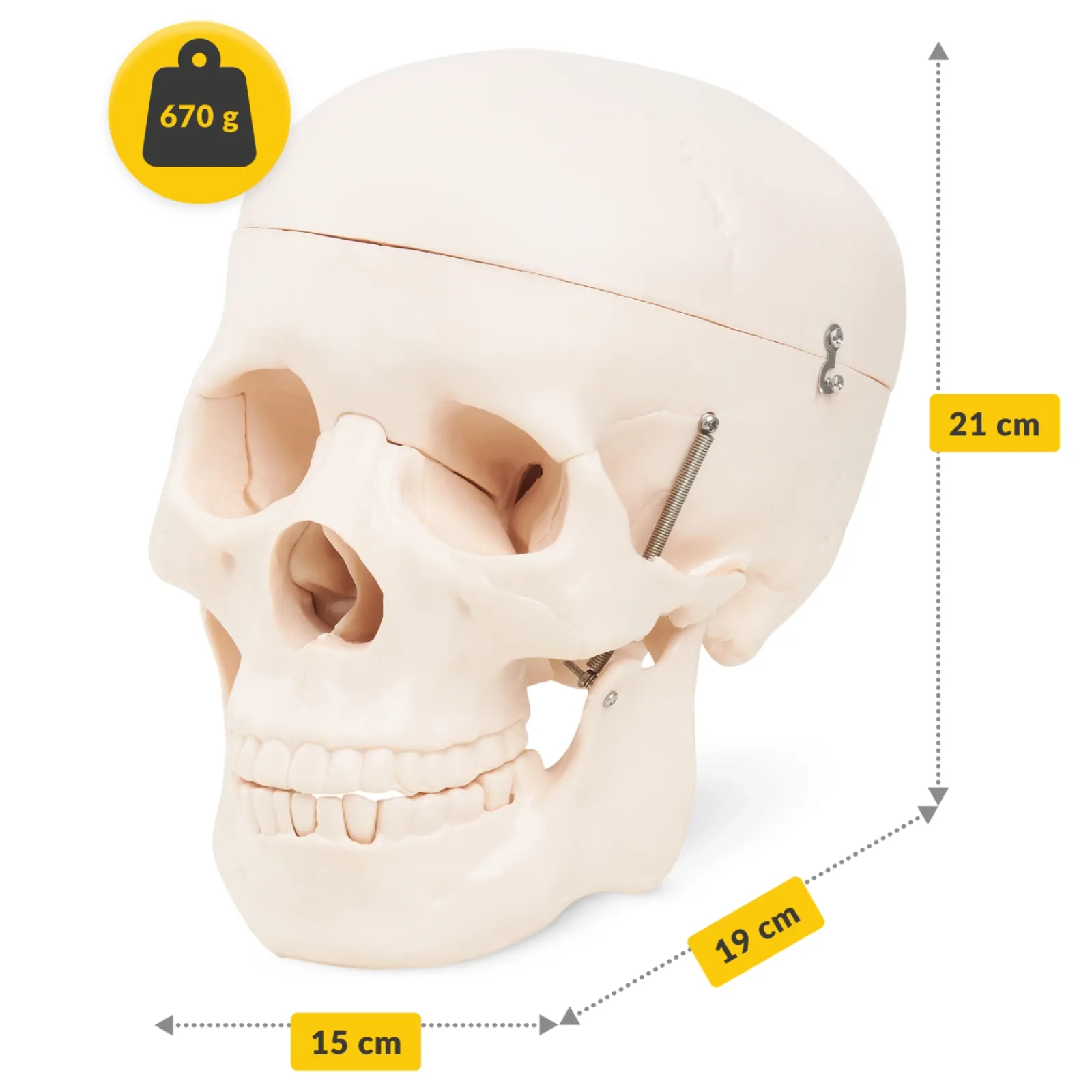 4FIZJO Model anatomiczny czaszka człowieka Discount