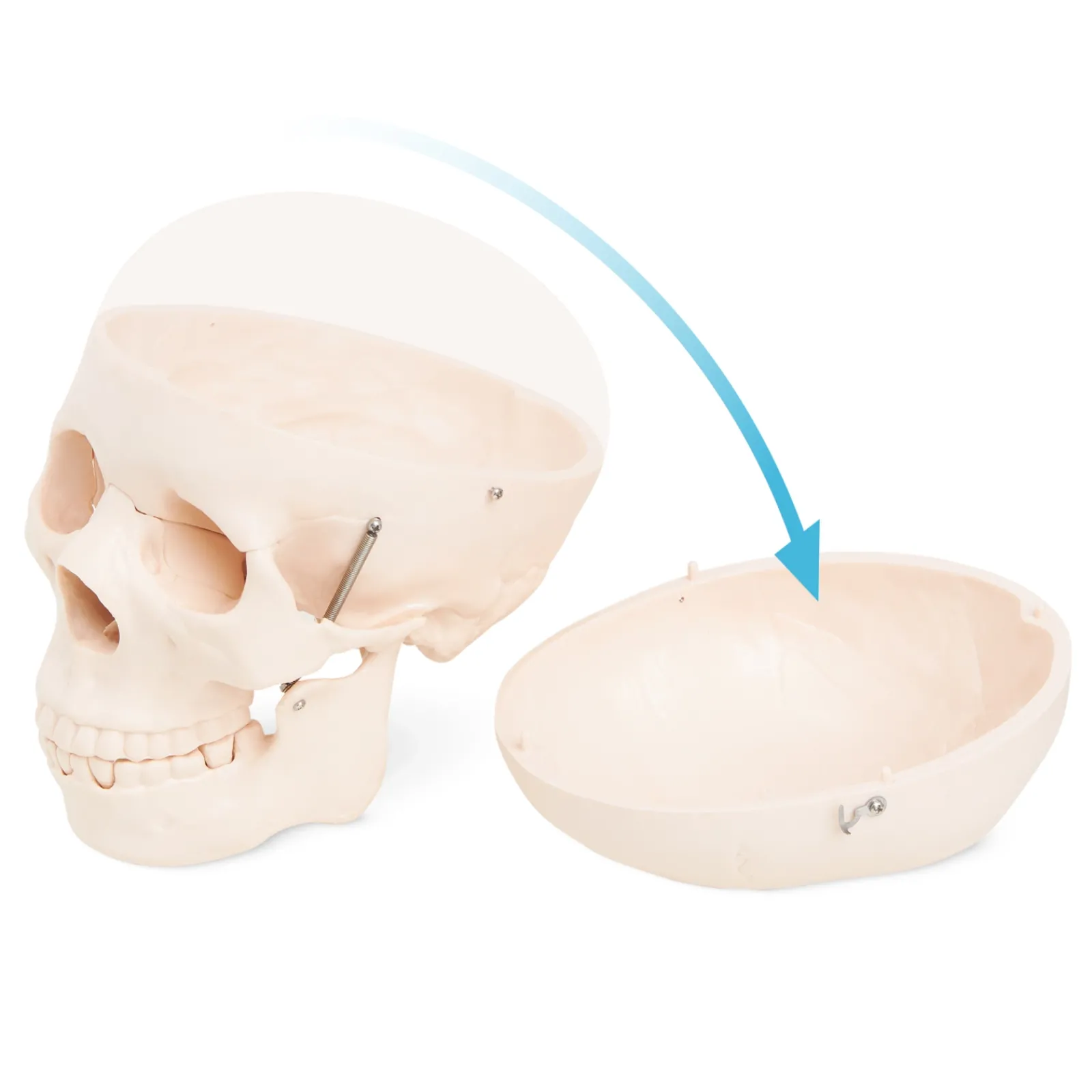 4FIZJO Model anatomiczny czaszka człowieka Discount