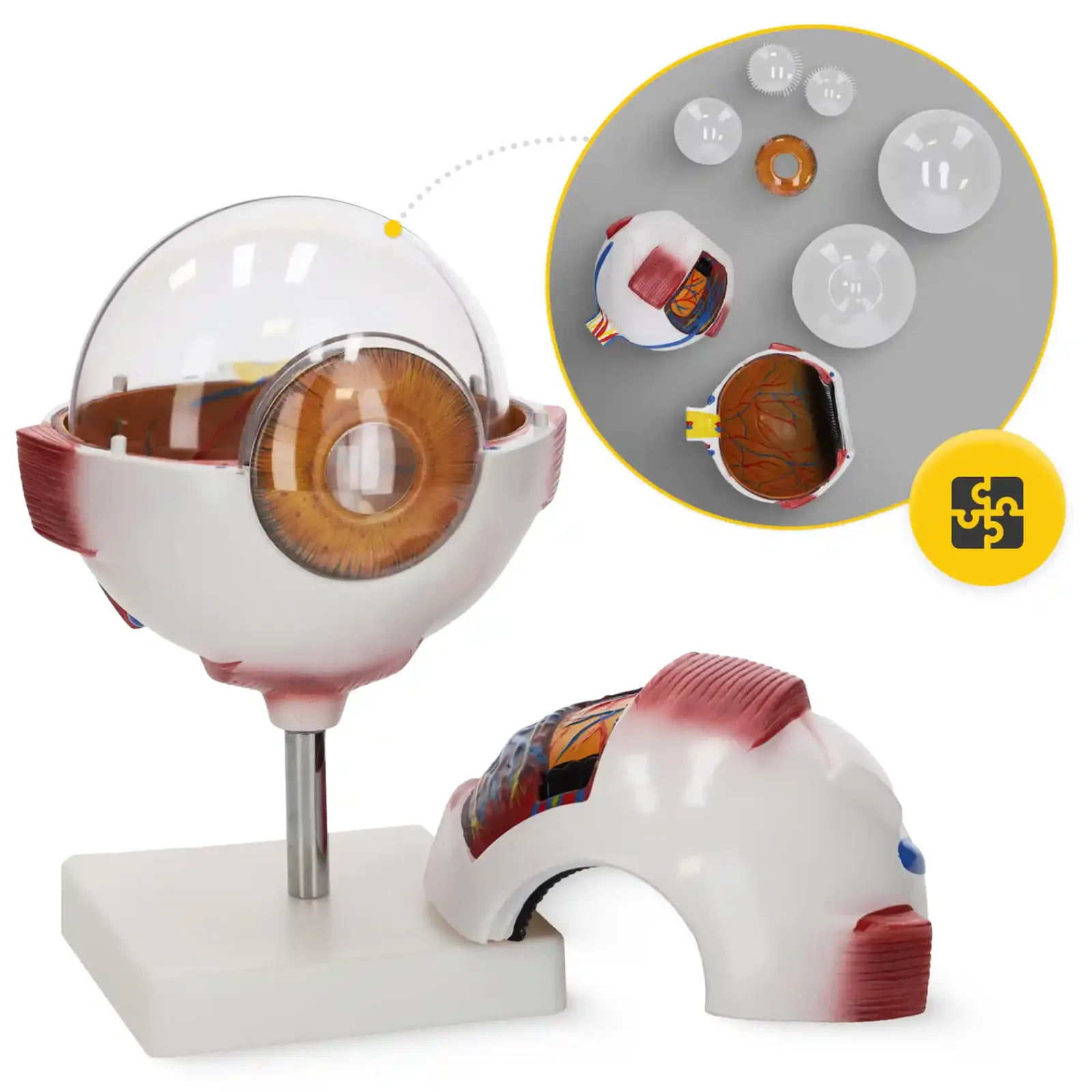 4FIZJO Model anatomiczny oka w powiększeniu 3D Best