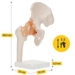 4FIZJO Model anatomiczny stawu biodrowego z więzadłami w skali 1:1 Online