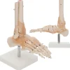 4FIZJO Model anatomiczny stawu skokowego z więzadłami w skali 1:1 Online