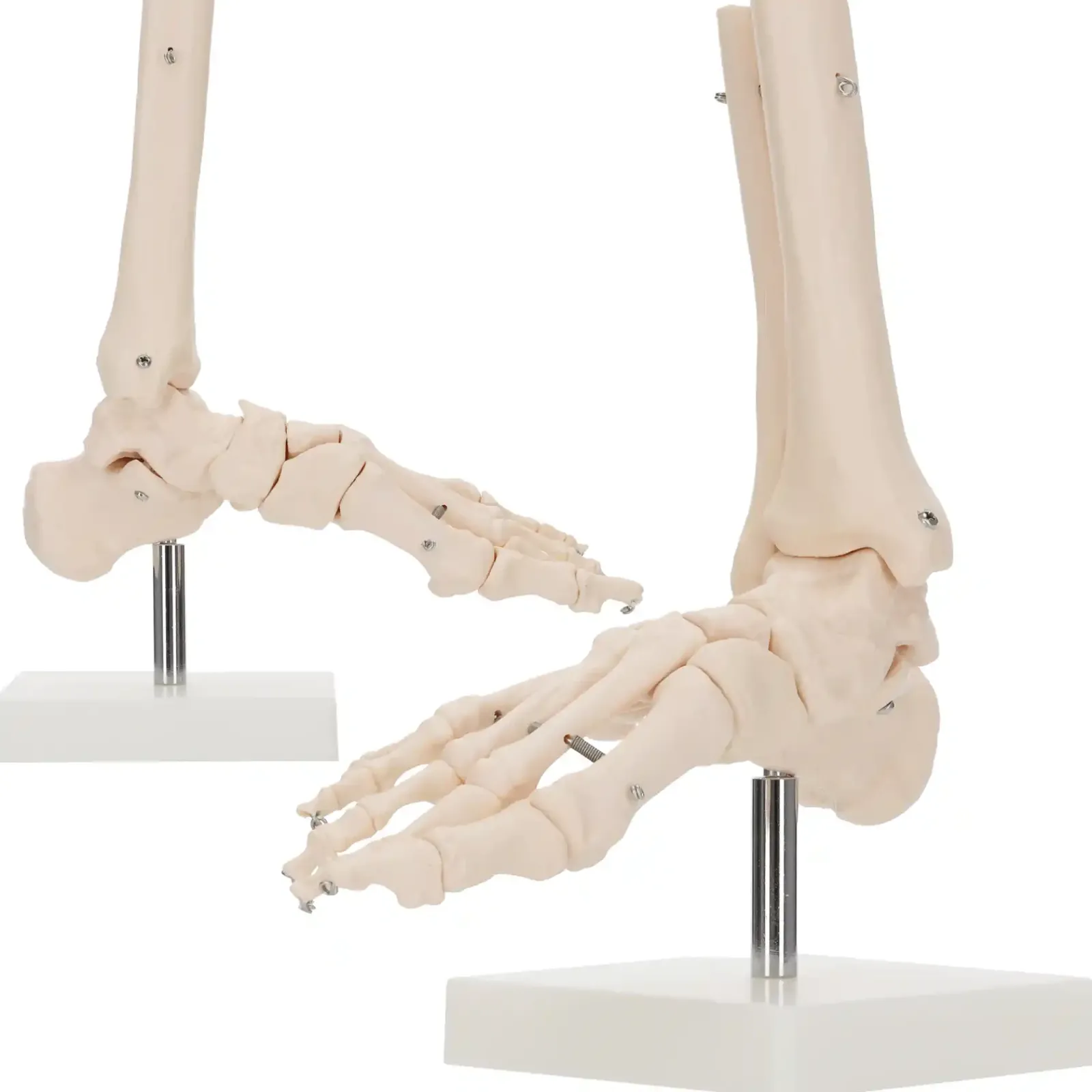 4FIZJO Model anatomiczny stawu skokowego w skali 1:1