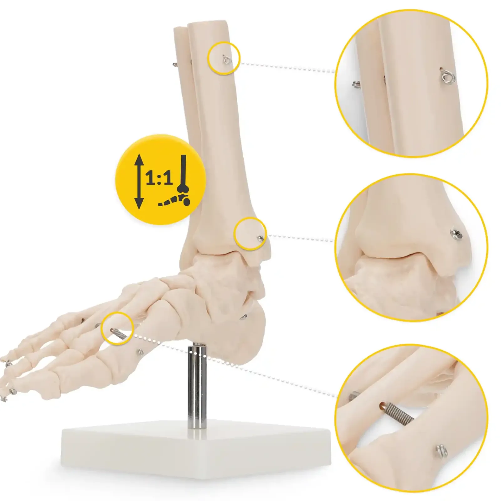 4FIZJO Model anatomiczny stawu skokowego w skali 1:1