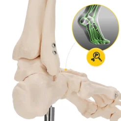 4FIZJO Model anatomiczny stawu skokowego w skali 1:1