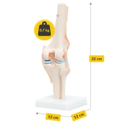 4FIZJO Staw kolanowy model anatomiczny
