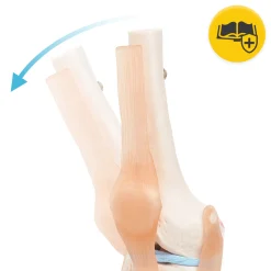 4FIZJO Staw kolanowy model anatomiczny