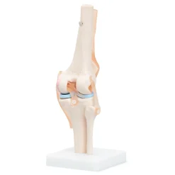 4FIZJO Staw kolanowy model anatomiczny