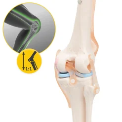4FIZJO Staw kolanowy model anatomiczny