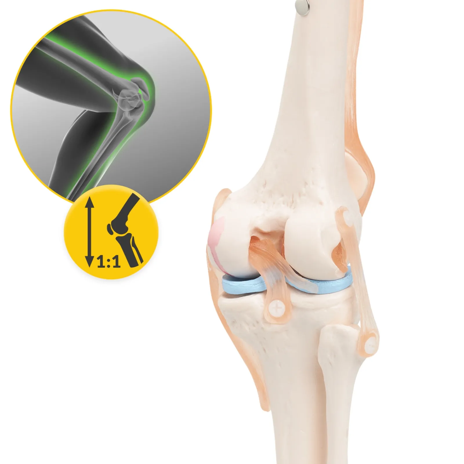 4FIZJO Staw kolanowy model anatomiczny