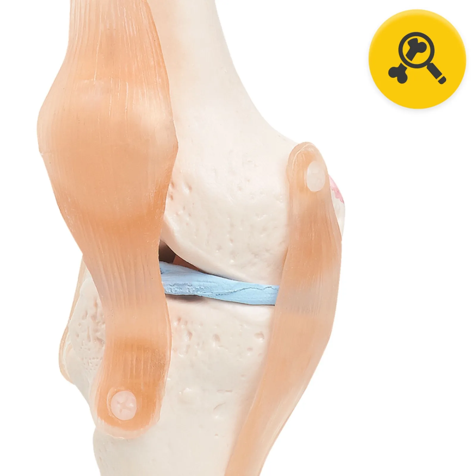 4FIZJO Staw kolanowy model anatomiczny