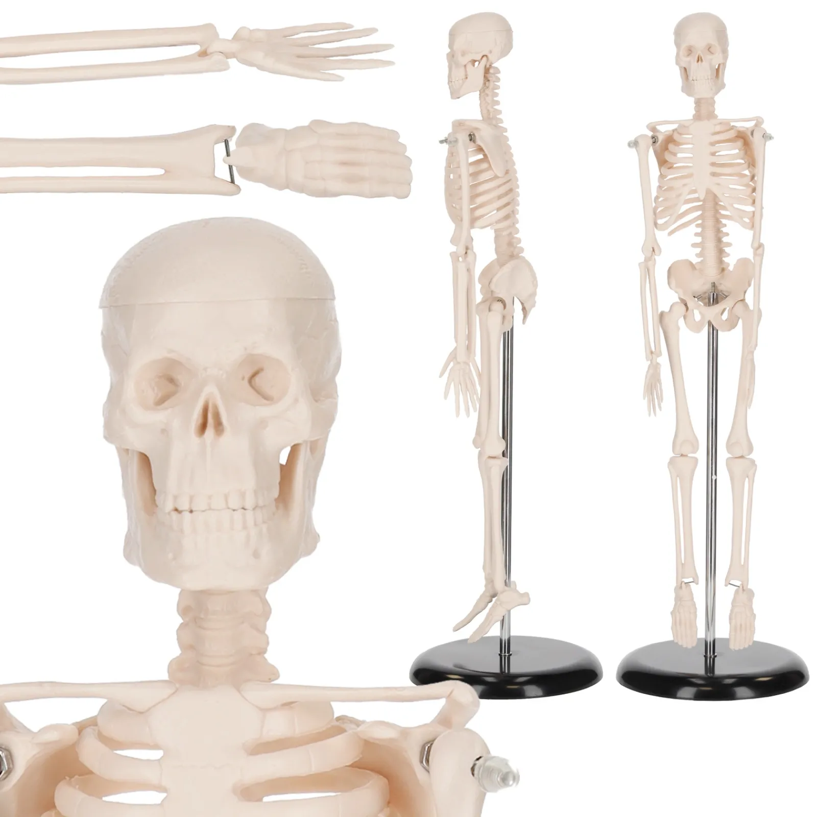 4FIZJO Szkielet człowieka 45 cm model anatomiczny Clearance