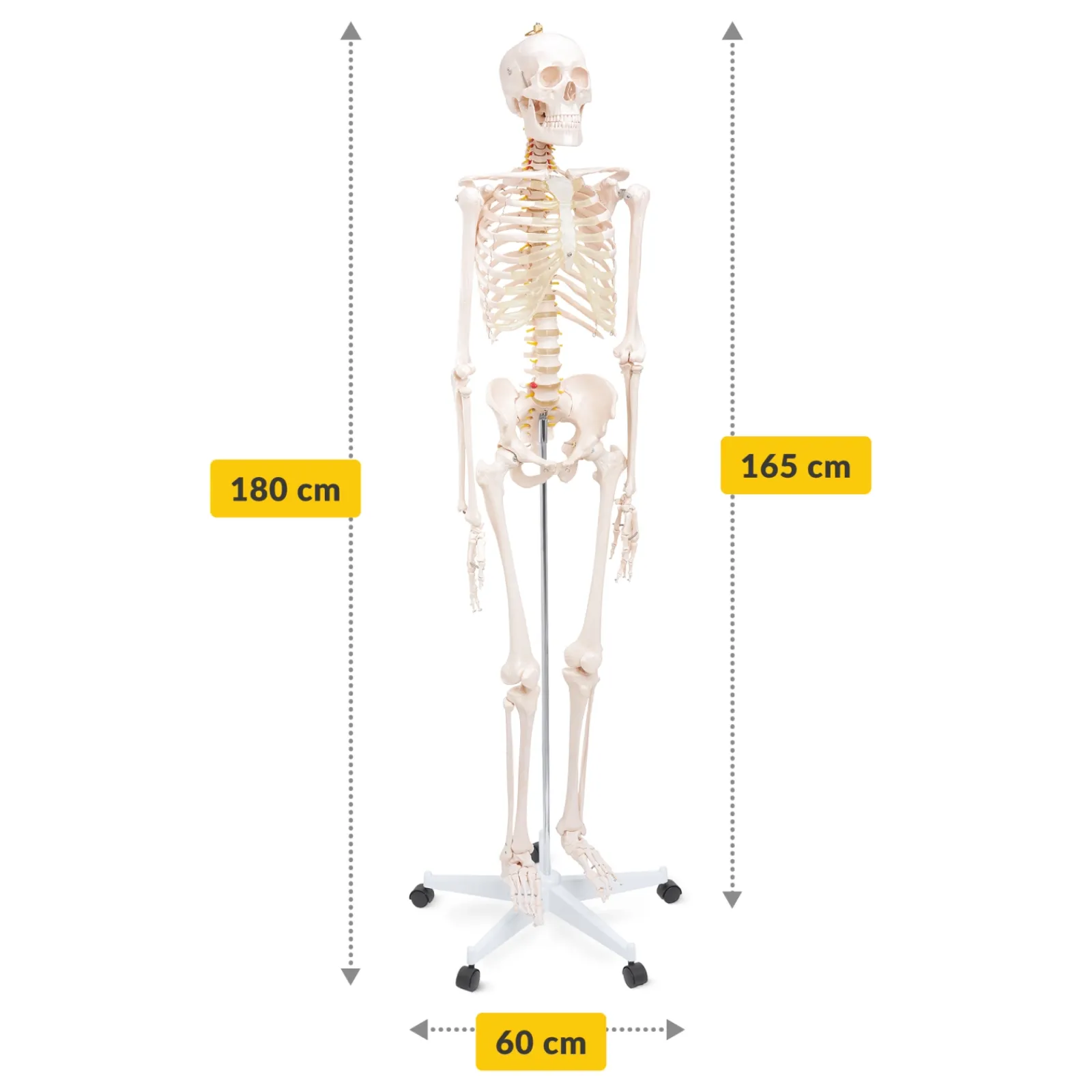 4FIZJO Szkielet człowieka 180 cm model anatomiczny Online