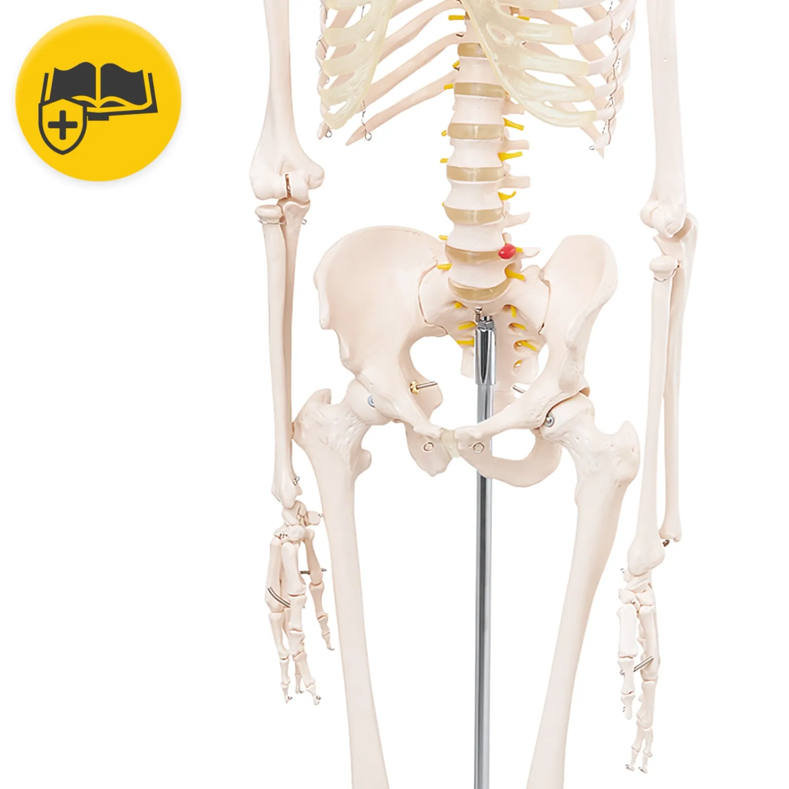 4FIZJO Szkielet człowieka 180 cm model anatomiczny Online
