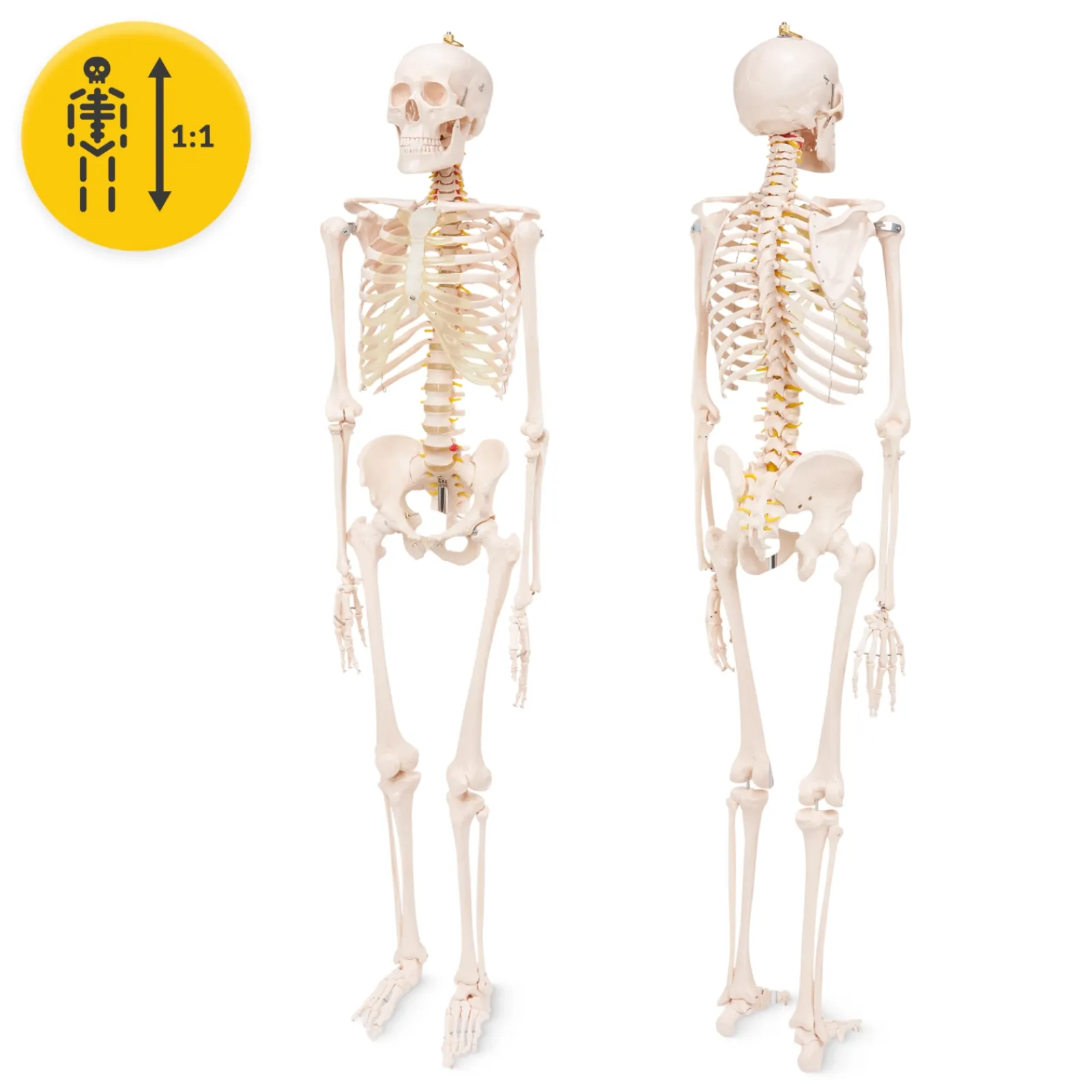 4FIZJO Szkielet człowieka 180 cm model anatomiczny Online